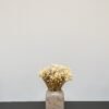 Marcela Naturell - Getrocknete Blumen 6 Forever Flora De