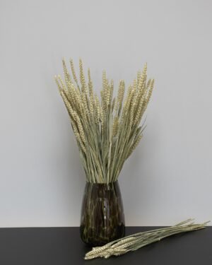 Weizen - Getrocknete Blumen 5 Vete