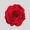 Rote