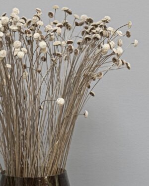 Alternative view of Botao - Getrocknete Blumen