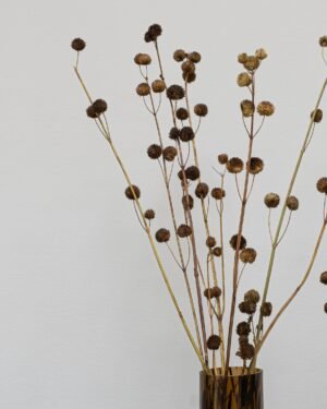Callicarpa Natural - Getrocknete Blumen – Bild 2