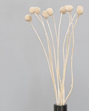 Craspedia/Sunball - Getrocknete Blumen – Bild 5