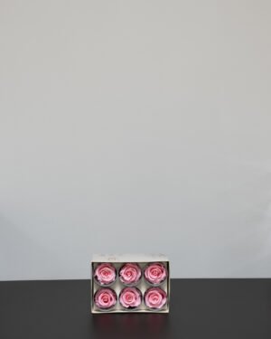 Ewige Rose - 6 Stück. 17 Evighetsros