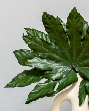 Aralia in Dosen – Bild 5