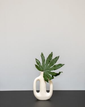 Aralia in Dosen – Bild 4