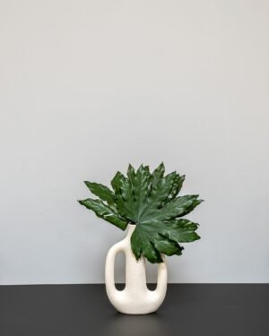 Aralia in Dosen – Bild 3