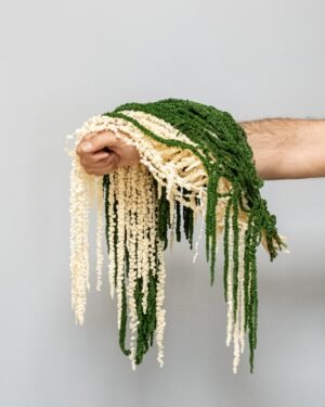 Amaranthus - Pflanzen in Dosen – Bild 5