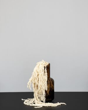 Amaranthus - Pflanzen in Dosen – Bild 3
