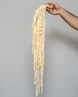 Amaranthus - Pflanzen in Dosen – Bild 4
