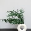 Eukalyptus Nicoli – Konservierte Pflanzen 15 Eukalyptus Nicoli