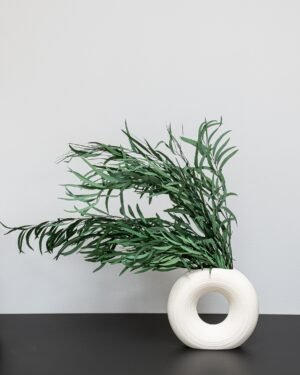 Eukalyptus Nicoli