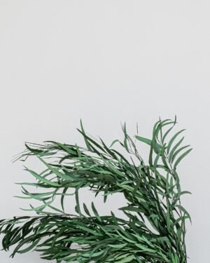 Eukalyptus Nicoli – Konservierte Pflanzen – Bild 3