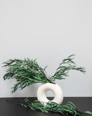 Eukalyptus Nicoli – Konservierte Pflanzen – Bild 5