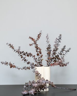 Eukalyptus Baby Blue – Bild 6