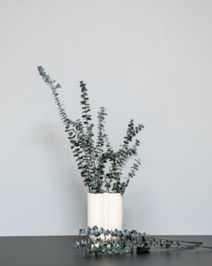 Eukalyptus Baby Blue – Bild 5