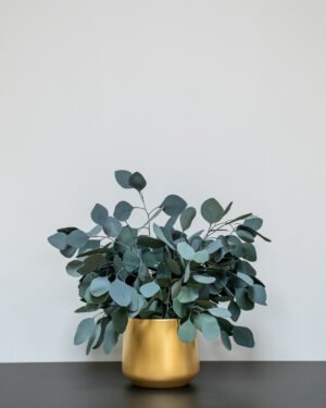 Alternative view of Zimmerpflanze Eucalyptus Populus