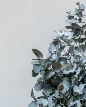 Alternative view of Zimmerpflanze Eucalyptus Cinerea