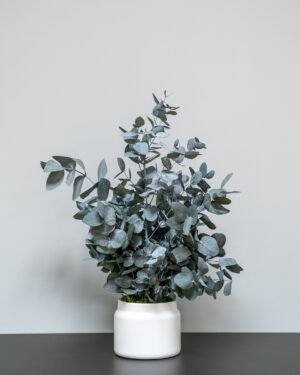 Zimmerpflanze Eucalyptus Cinerea