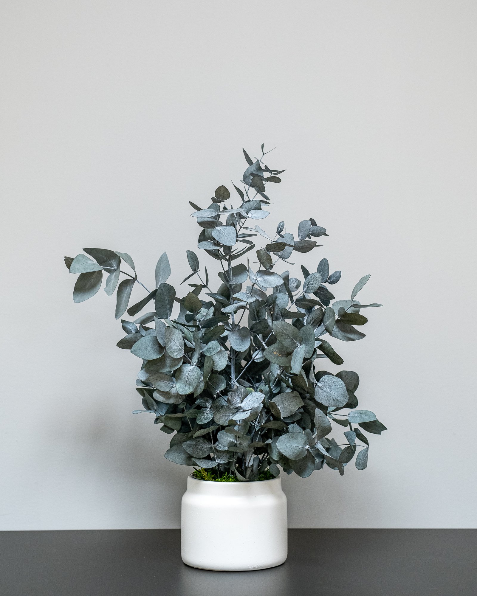 Zimmerpflanze Eucalyptus Cinerea