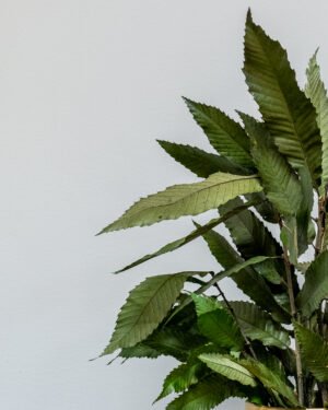 Alternative view of Zimmerpflanze Gattung Kastanie