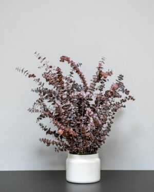 Alternative view of Zimmerpflanze Eucalyptus Baby Blue