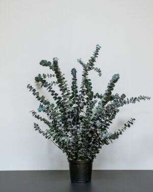 Zimmerpflanze Eucalyptus Baby Blue – Bild 7
