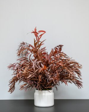 Zimmerpflanzen Eucalyptus Nicoli – Bild 3