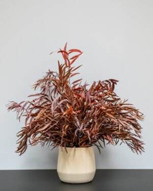 Zimmerpflanzen Eucalyptus Nicoli – Bild 6