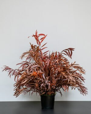 Zimmerpflanzen Eucalyptus Nicoli – Bild 8