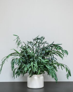 Zimmerpflanzen Eucalyptus Nicoli – Bild 5