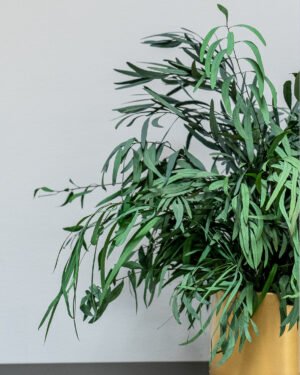 Alternative view of Zimmerpflanzen Eucalyptus Nicoli