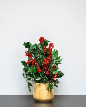 Zimmerpflanze Efeu Ruberia rot – Bild 3